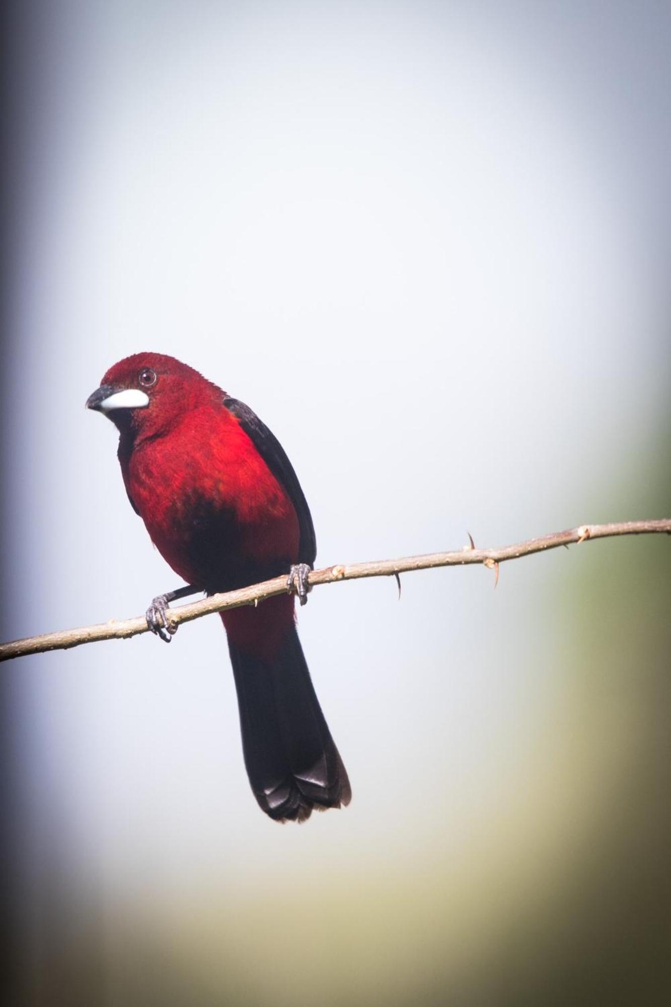 El Valle De Anton La Chachalaca Exteriér fotografie