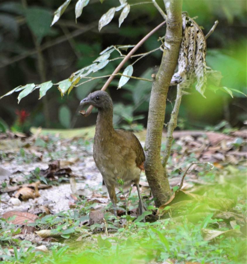 El Valle De Anton La Chachalaca Exteriér fotografie