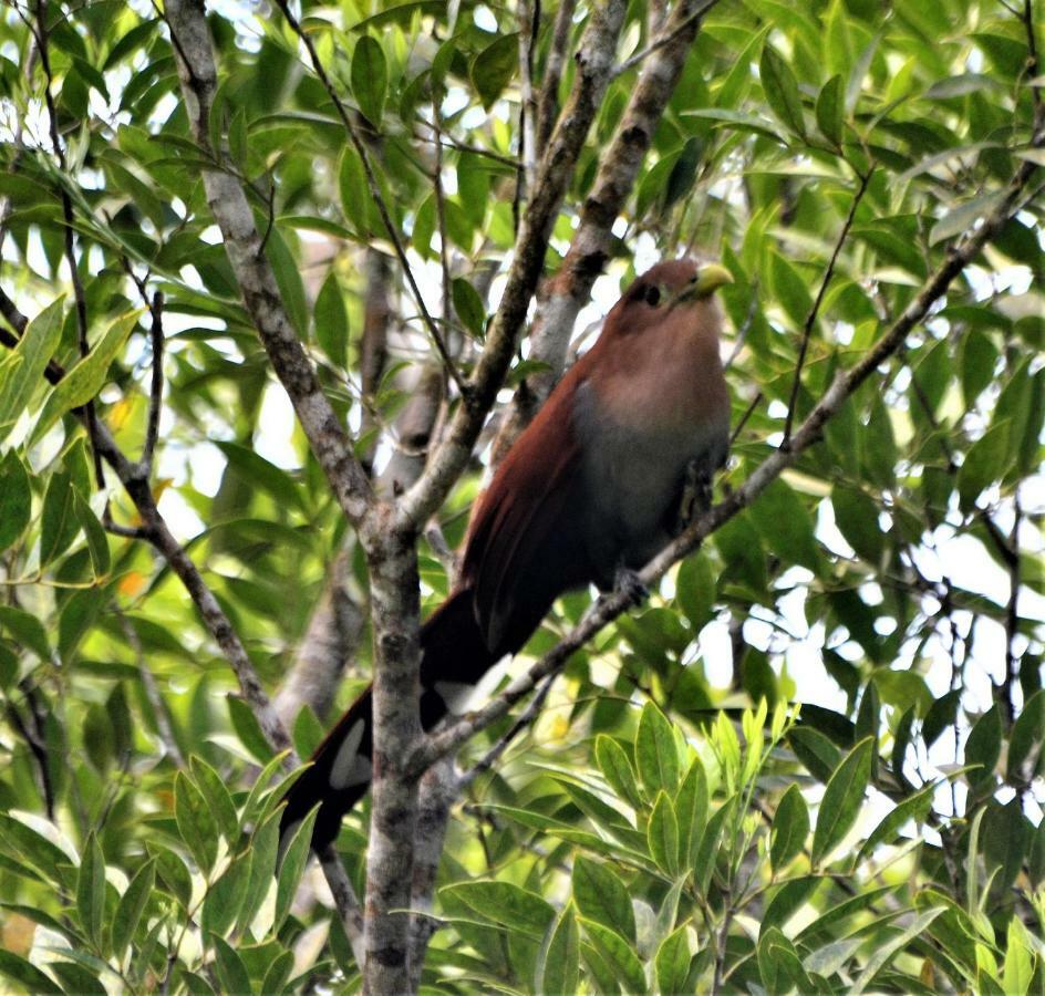 El Valle De Anton La Chachalaca Exteriér fotografie