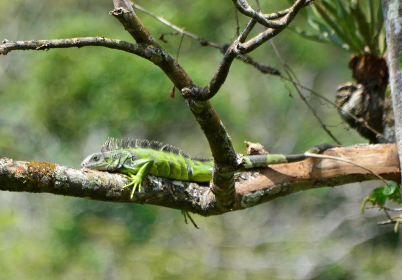 El Valle De Anton La Chachalaca Exteriér fotografie