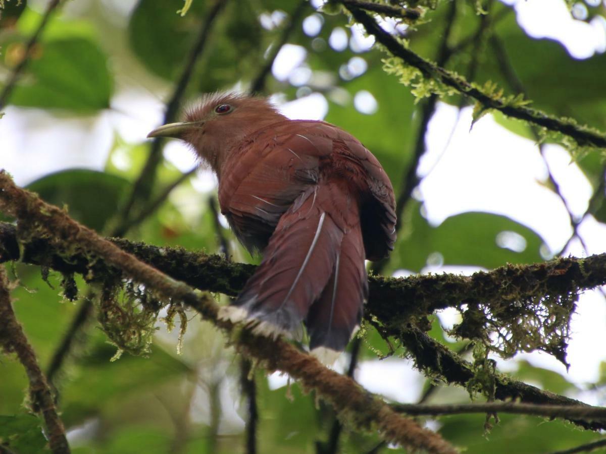 El Valle De Anton La Chachalaca Exteriér fotografie