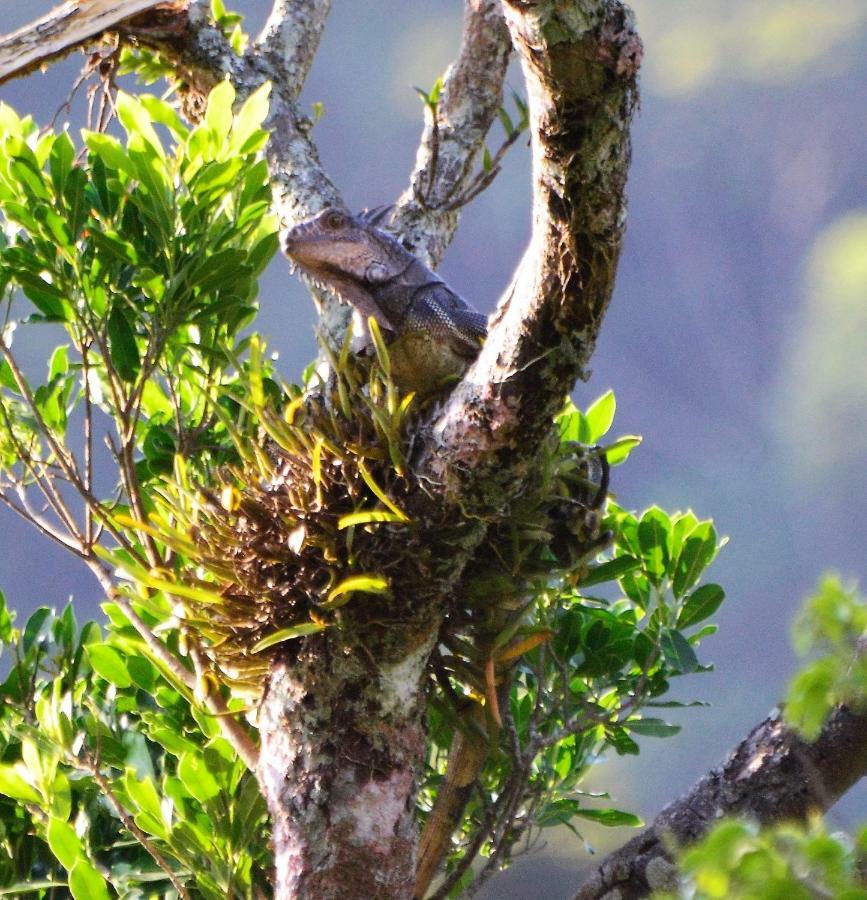 El Valle De Anton La Chachalaca Exteriér fotografie