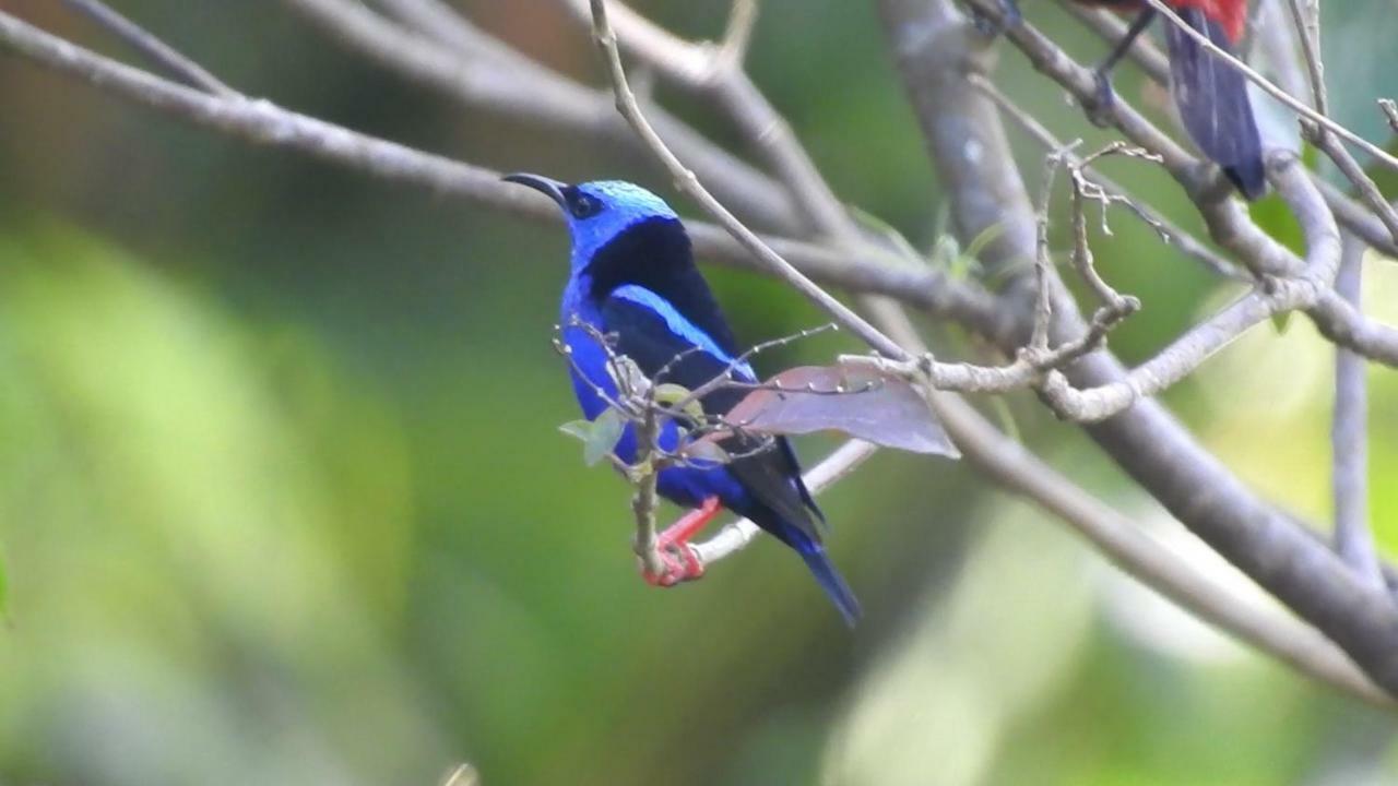 El Valle De Anton La Chachalaca Exteriér fotografie
