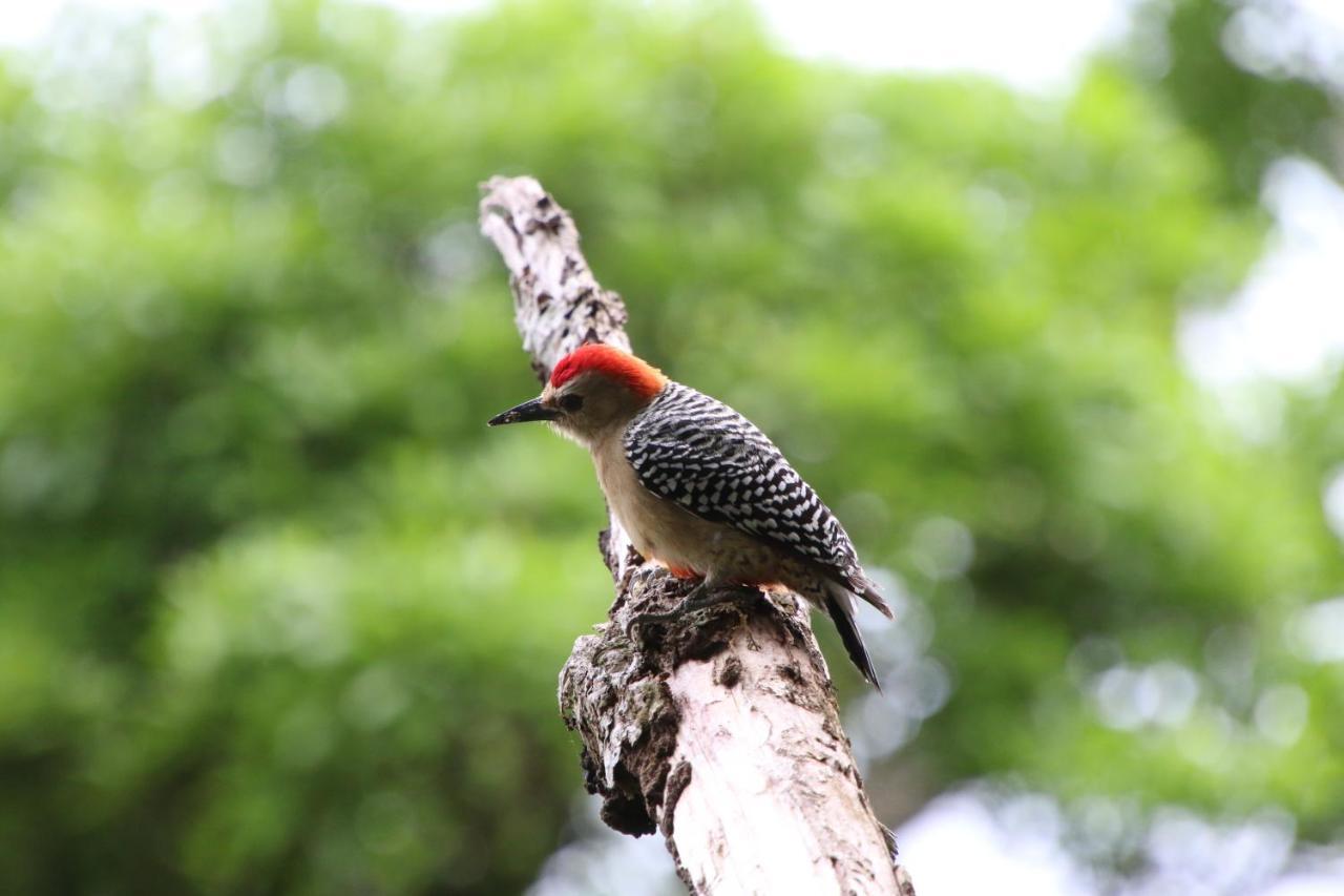 El Valle De Anton La Chachalaca Exteriér fotografie