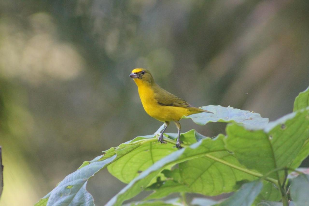 El Valle De Anton La Chachalaca Exteriér fotografie